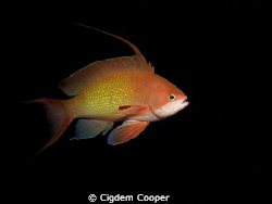 Lyretail anthias by Cigdem Cooper 